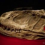 Yangchuanosaurus_Hepingensis_Skull_Zigong_China