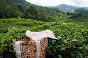 Boh Tea Centre in Cameron Highlands, Malaysia