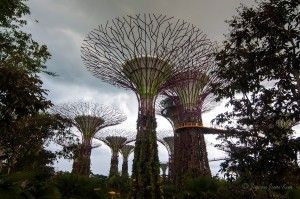 singapore-gardens-by-the-bay-supertrees