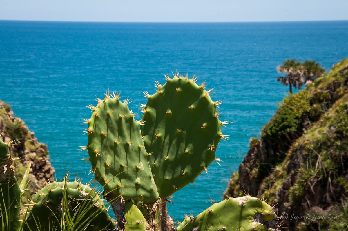 Cactus in Villa Rica hill, Veracruz, Mexico