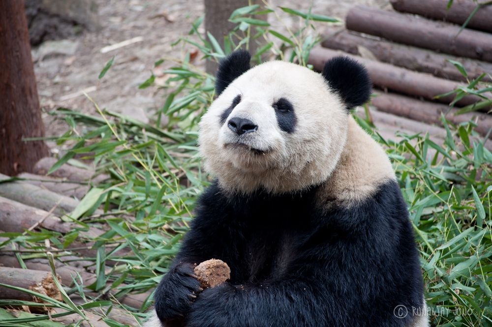 Happy_Panda_eating_food_Chengdu_Sichuan_China
