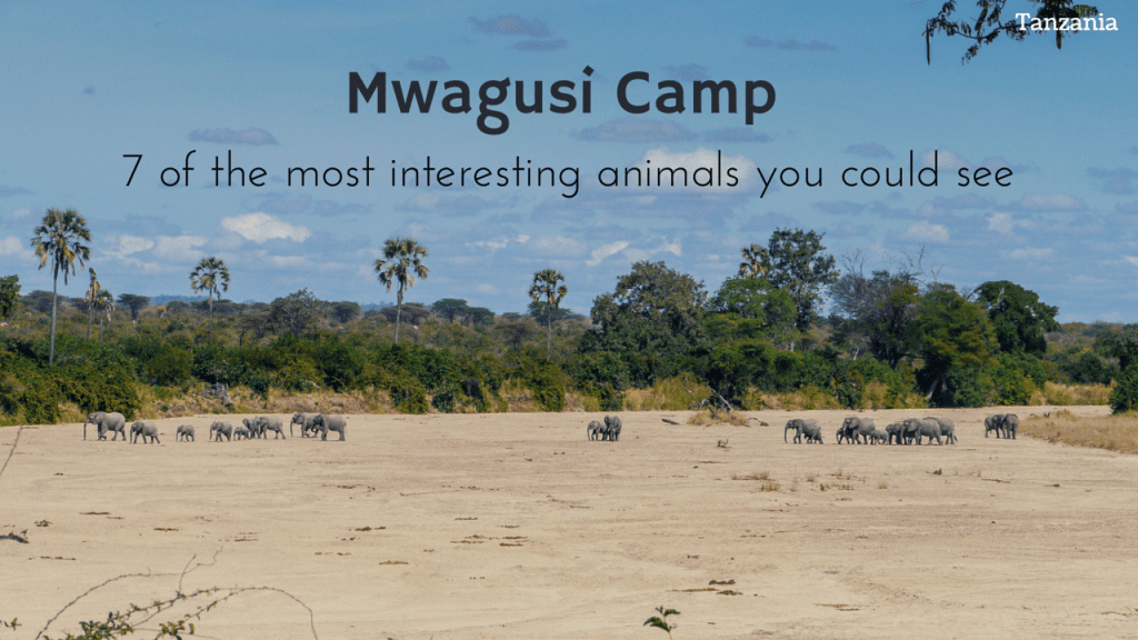 Mwagusi Camp