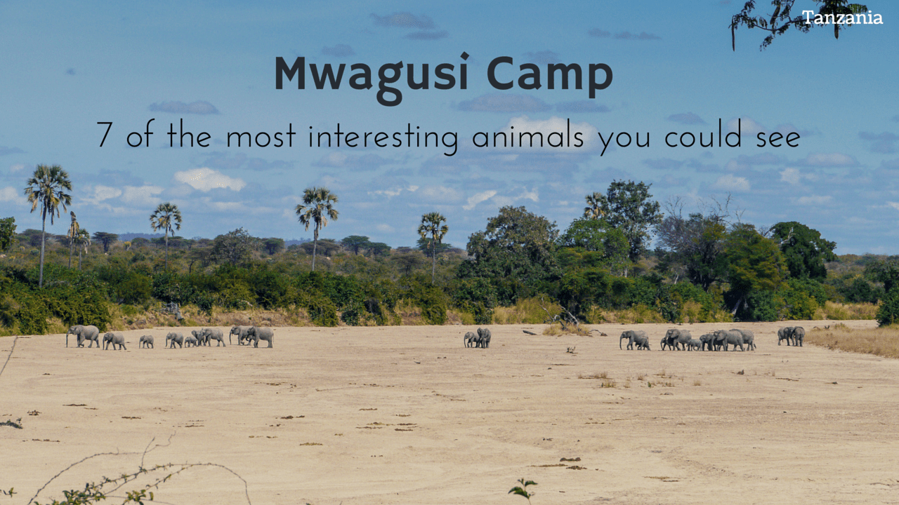 Mwagusi Camp: 7 of the most interesting animals you could see