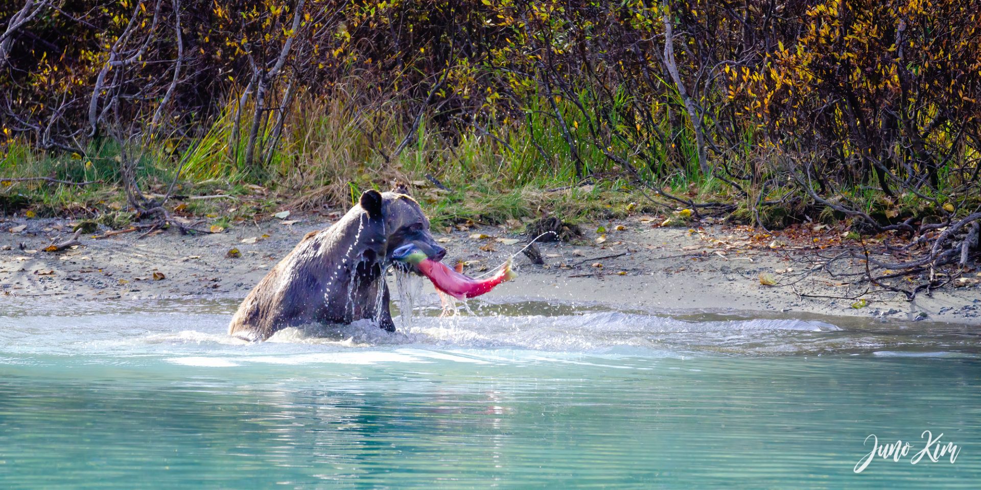 Bear Viewing in Alaska is Even More Amazing than It Sounds