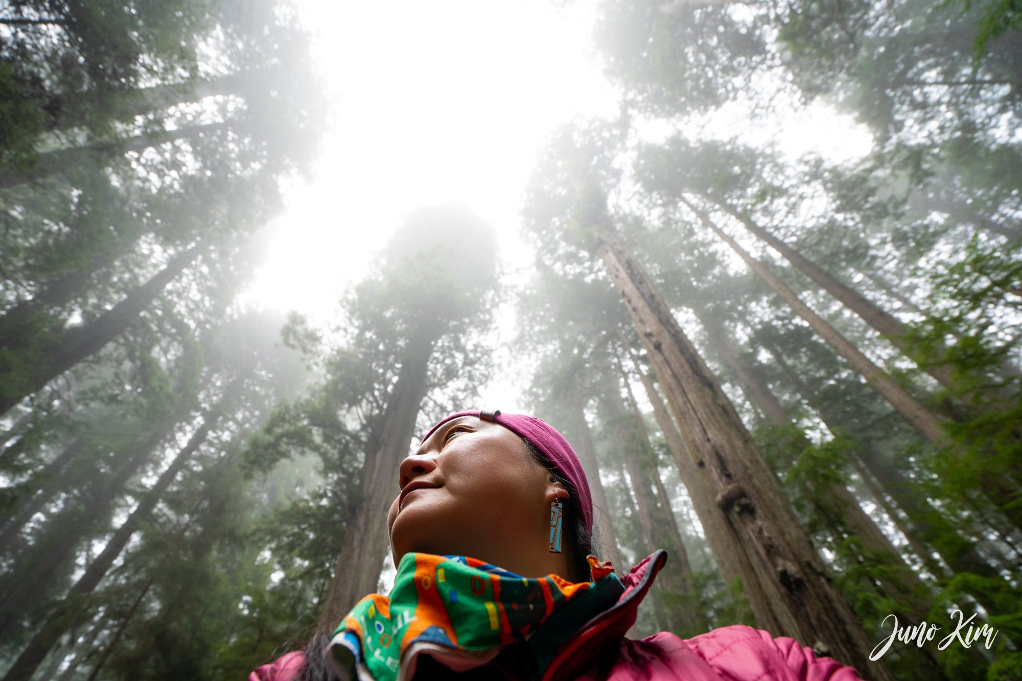 How to Experience Redwood Forests in Northern California