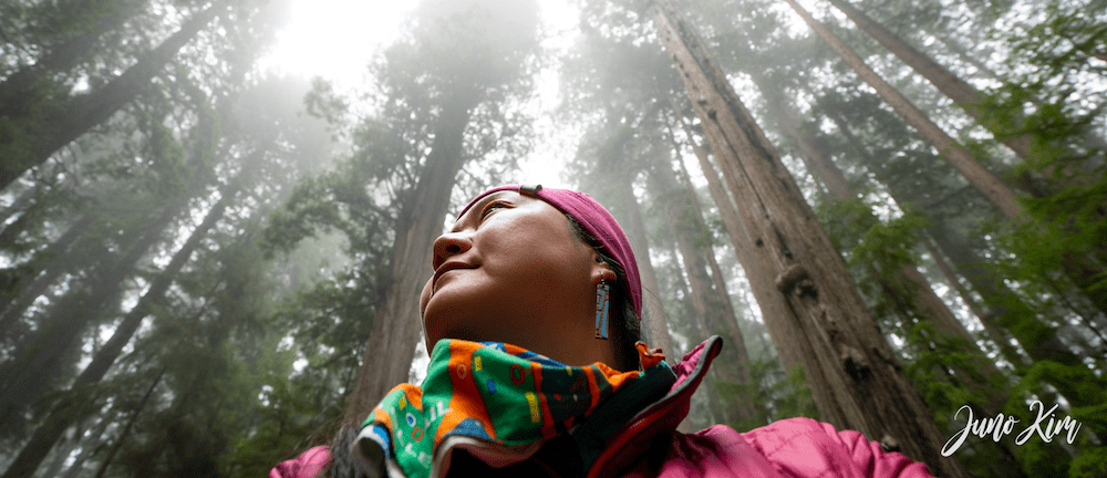 Redwood Forest