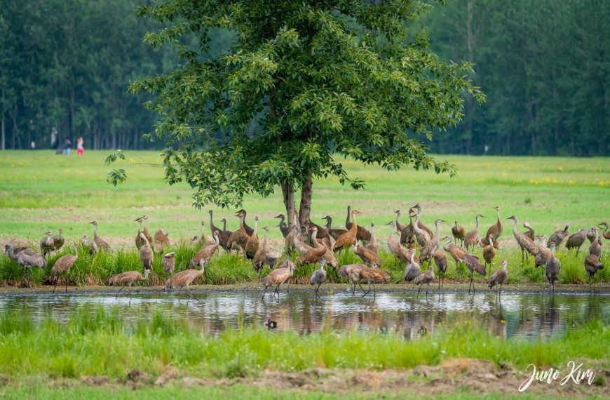 Creamer's Field: sandhill cranes