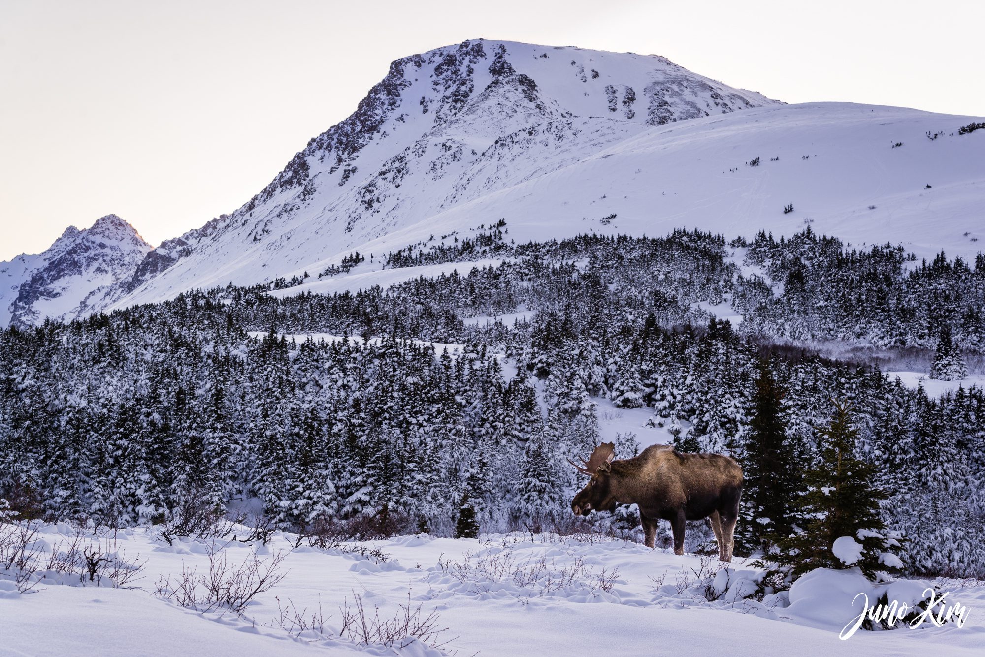 Bull moose in winter in Anchorage Alaska